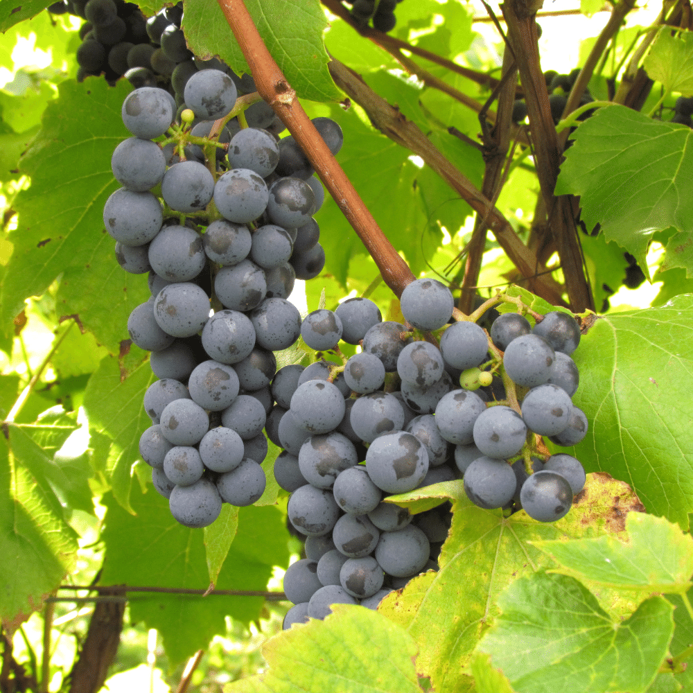 Dégustation et bouteilles de vin pour 2 personnes - Vignoble Domaine Bresee