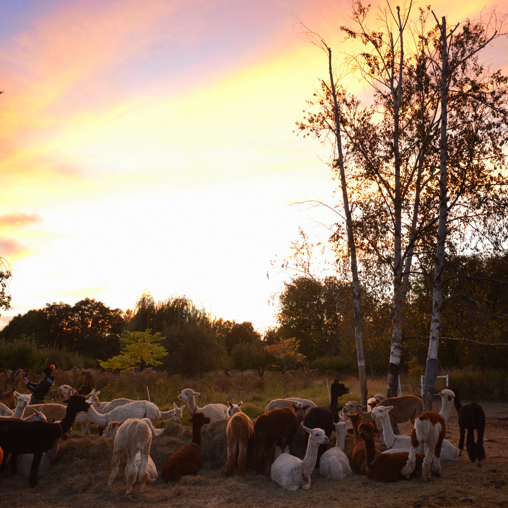 A walk with an alpaga for 4 people - Alpagas du Domaine Poissant