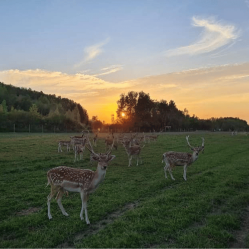 Package Animal encounter for 4 people - Ranch Dupont available in Activity - Coffrets Prestige - 1